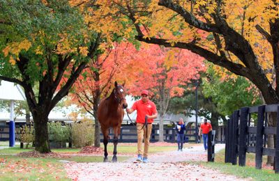 Final session of Fasig-Tipton October Sale capped by $330,000 Bolt d'Oro colt - Vimarsana News