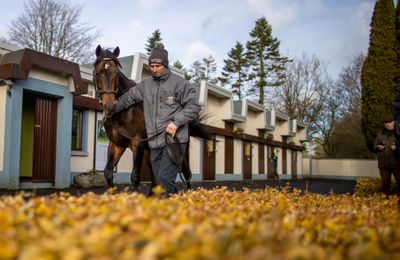 Irish National Stud and EM Normandie business school team up to offer certified course in equine industry management - Vimarsana News