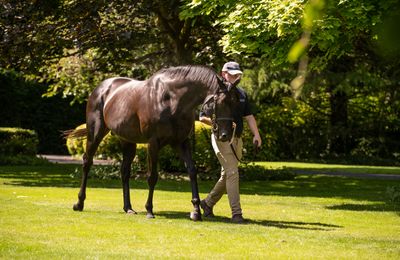 Wootton Bassett up to Є200,000 as Coolmore reveal 2024 roster and fees - Vimarsana News