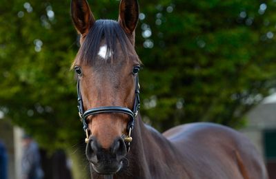 Time for tea at Tattersalls Ireland as Edmond Kent recounts story of session-topping Blue Bresil yearling - Vimarsana News
