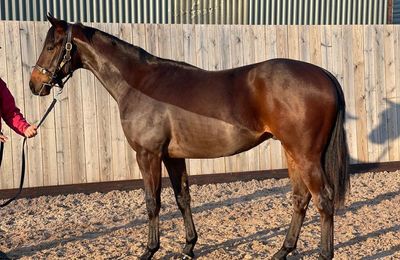 'Sheikh Fahad loves British tradition and history' - Qatar Racing move fast to name two-year-old King's Coronation - Vimarsana News