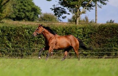'He's settled in very well' - Leading Light back in Ireland for 2024 stud duties - Vimarsana News