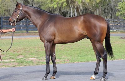 'He was worth taking a chance on' - $1.2 million Justify colt tops day one of the OBS March Sale - Vimarsana News