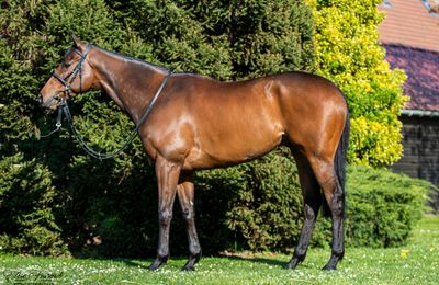 'We're delighted' - Shamrock Thoroughbreds secure Group winner Go Athletico for €165,000 at Auctav - Vimarsana News