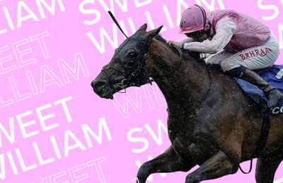 2023 Sky Bet Ebor: 'He's on an upward curve and he feels great' - Robert Havlin on favourite Sweet William - Vimarsana News