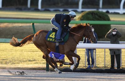 Top-class Onesto recruited to Haras d'Etreham ranks for the 2024 season - Vimarsana News