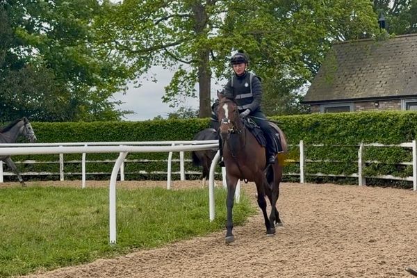 'He’s been racing and nothing else bar having a pick of grass' - Rockafeller Skank bids to make it five wins in 12 days at Brighton