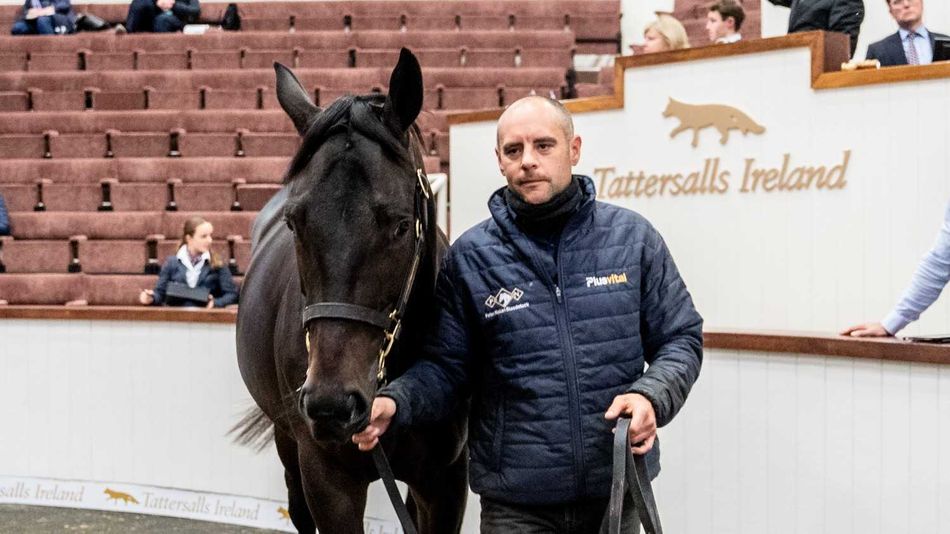 ‘We had to push the boat out’ - Blackbeard colt brings €165,000 at ‘crazy’ September Sale opener