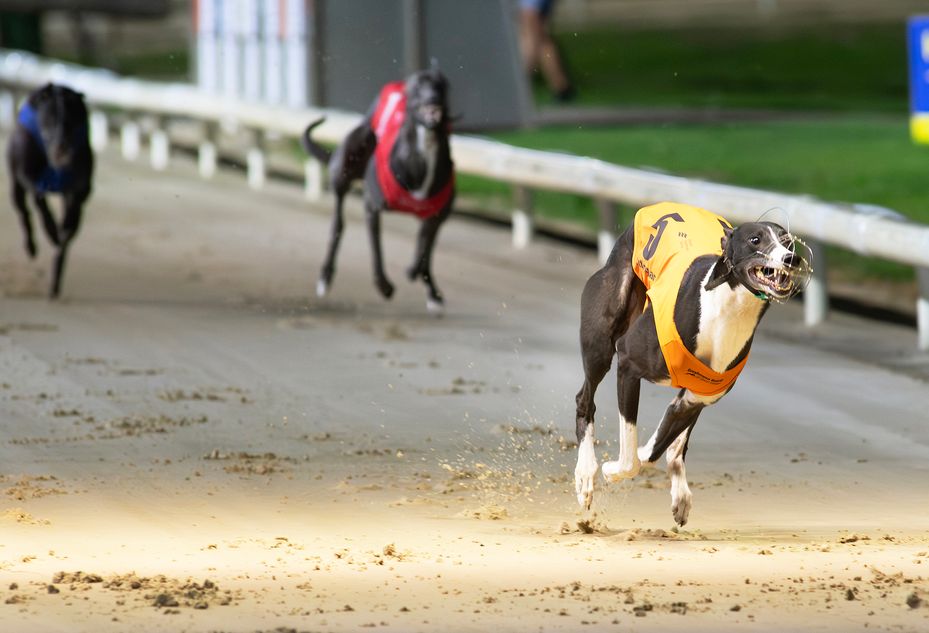 ‘He was most definitely top class’ – Romeo Alliance retired through ...