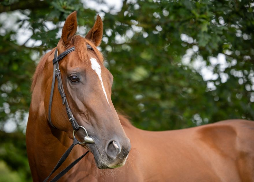 'Moments like that are what it's all about' - Royal Ascot star Cercene a boost for Baroda's September draft