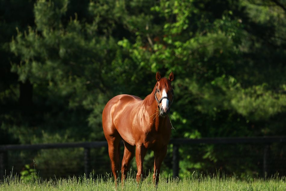 Coolmore America announces fees for newcomers as Justify leads the way at $200,000