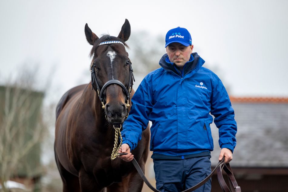 Breeding right in Darley's red-hot Blue Point makes €480,000
