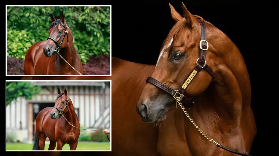 From champion milers to bargain sprinters – meet the 2024 first-crop sires whose yearlings are about to hit the market