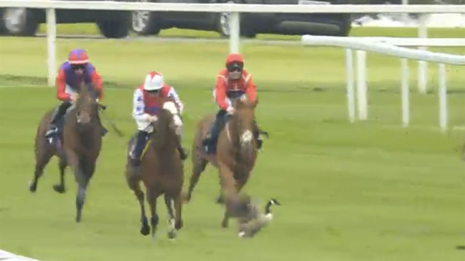 Goose Racers 'We've collected a goose along the way' - bizarre incident as favourite ...