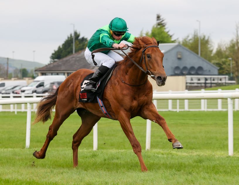 Whistlejacket stays steady as Haras de Grandcamp announces 2027 fees