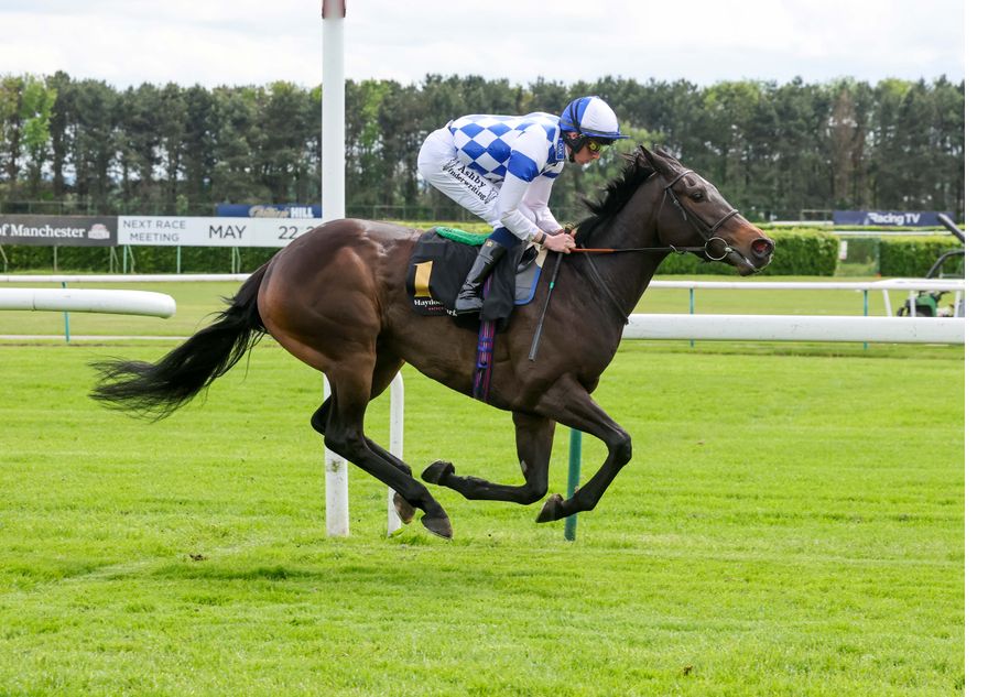 'It demonstrates the highs and lows of breeding' - Oakgrove Stud savouring Secret Of Life's unbeaten run