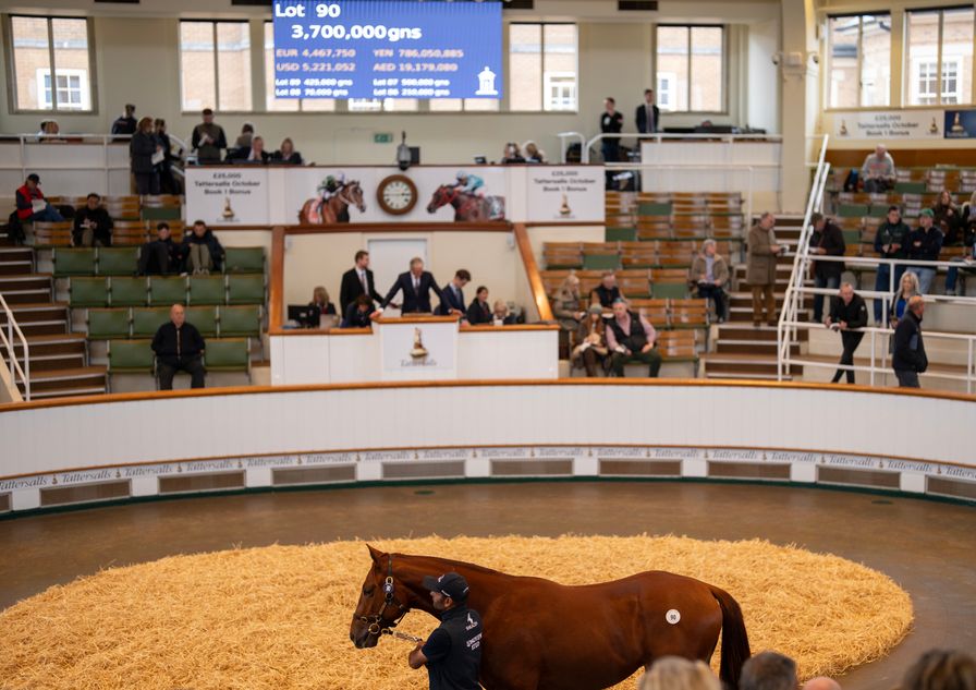 Countdown to Book 1 begins as Tattersalls reveals glittering catalogue for October