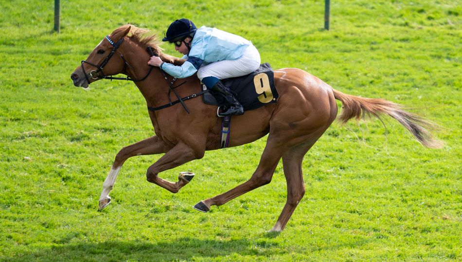 'It's a shocker' Highclere bemoan medication mixup which rules filly out of Newmarket Group 2