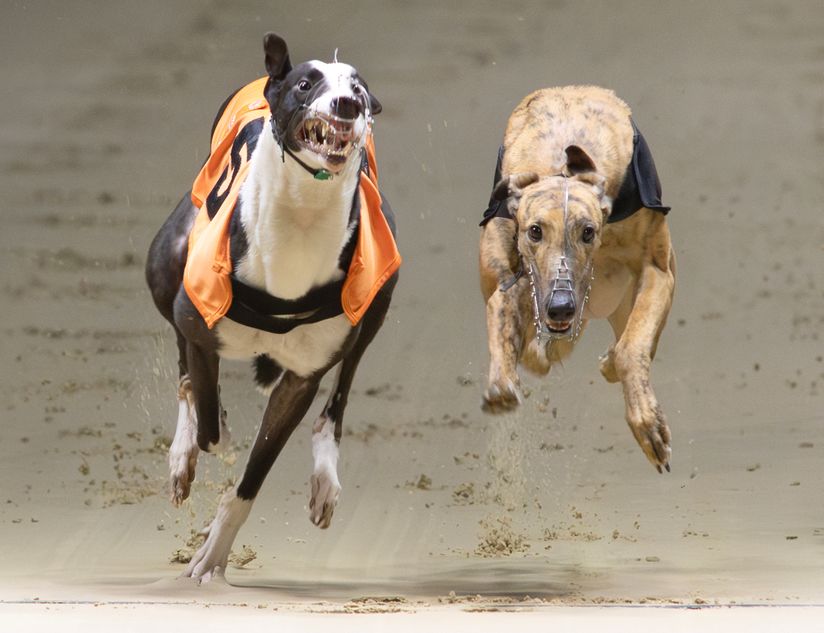 Graham Racing Dogs Parker is on the mark at Romford | Racing Post