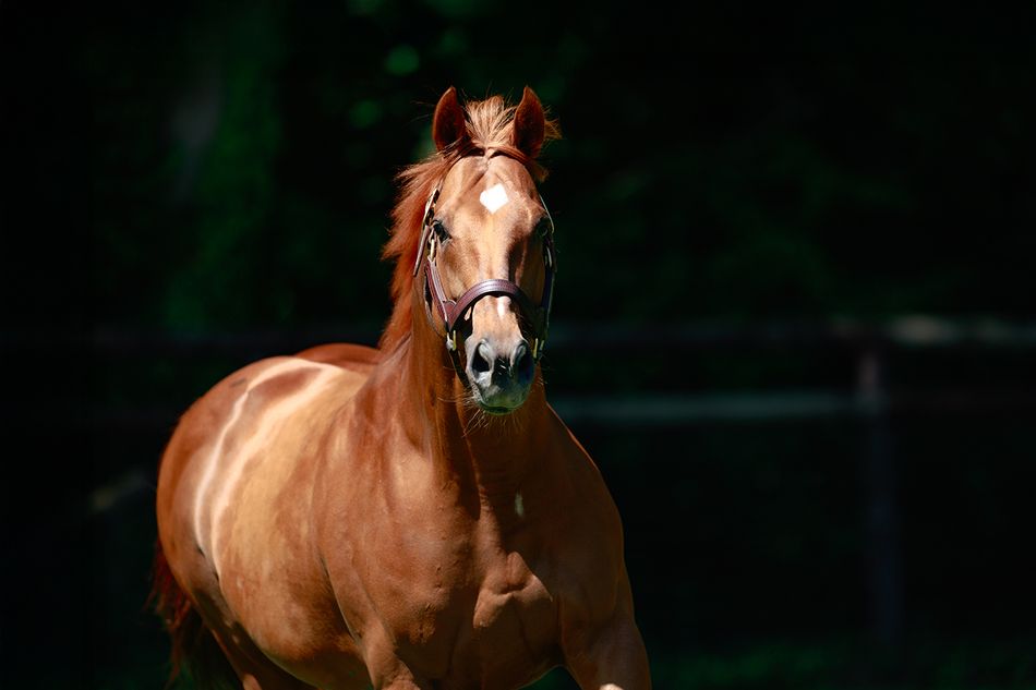 F5 Racer First winner for Sealiway as Dubois homebred Witchway impresses at ...