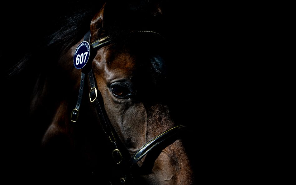 History made at Tattersalls Ireland as Starman filly breaks through six-figure barrier