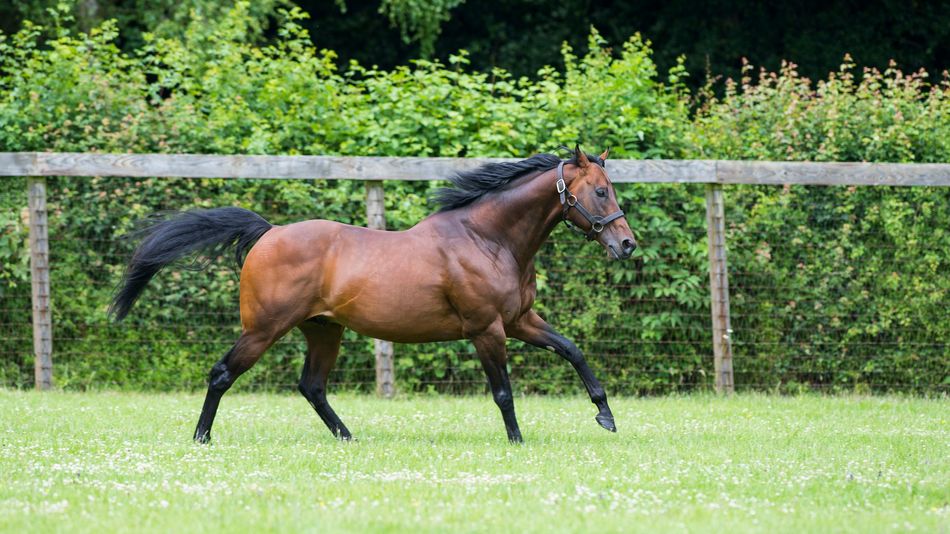 Colorado proves rapid for a first Australian Group 1 for Kingman - Vimarsana News
