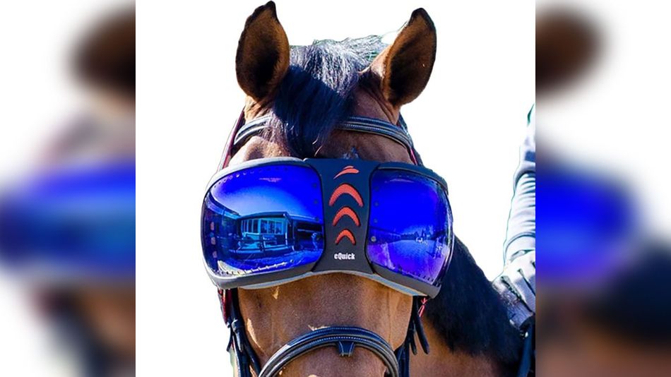 A darkened box and goggles - Gosdens applying unusual techniques to help Gold Cup winner counter rare eye condition