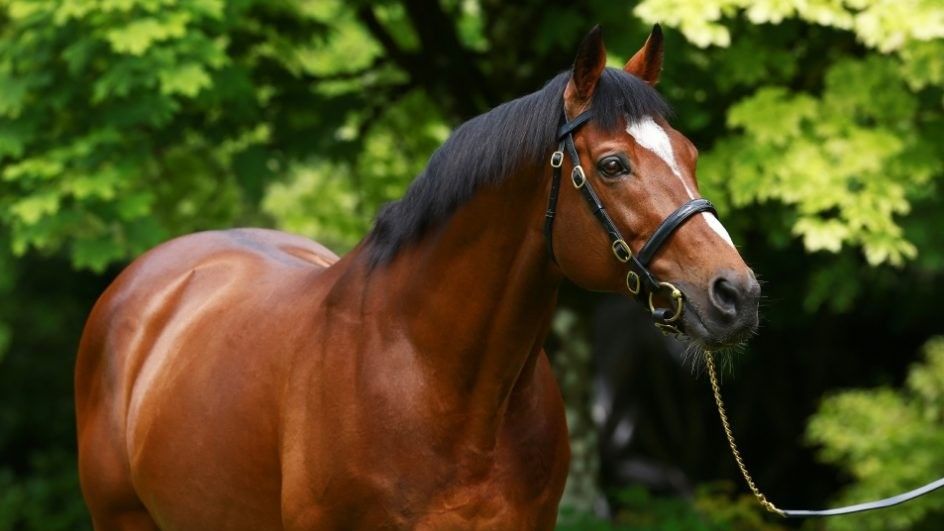 Queenstown hands Galileo an extraordinary 105th individual Group 1 ...