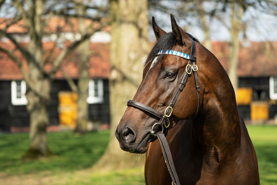 Half-share in Wooded and breeding right to Palace Pier added to Aktem Online Stallion Sale
