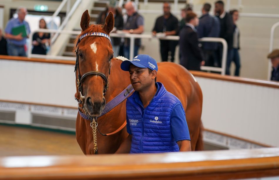 'This was a bit of a standout today' - Najd Stud swoops for Godolphin's ...