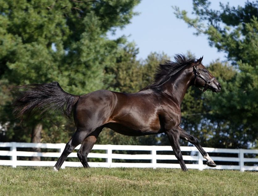 darby-dan-unveils-stallion-roster-and-fees-for-2025-racing-post