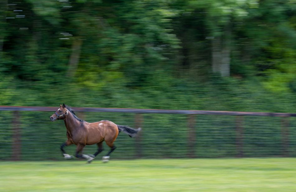 Winners, strikerates, progeny earnings 2023 key achievers unmasked through sire stats