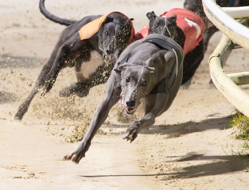Steel is sharpest in Laurels semis to set up Aladdin rematch | Racing Post