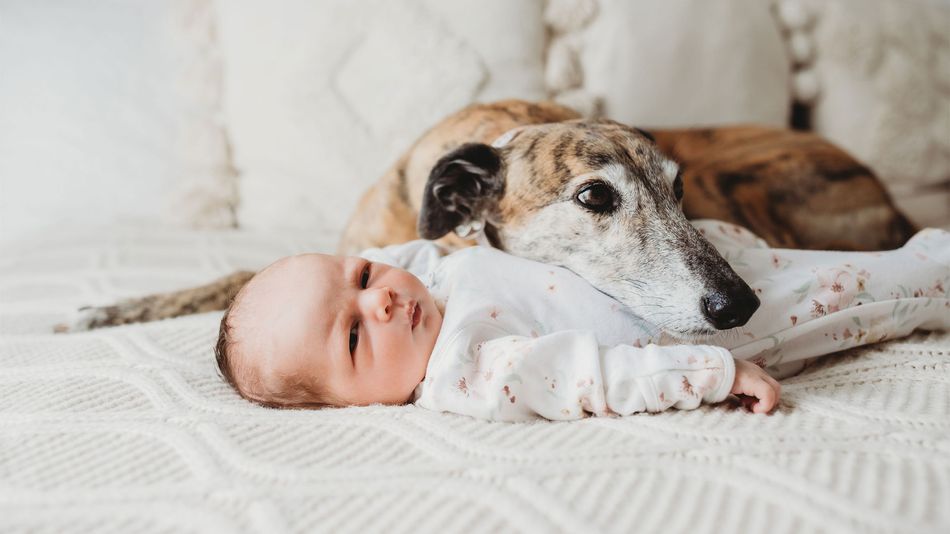Diary of a heartbroken dog owner: pain at loss of lovely Lola will not ...