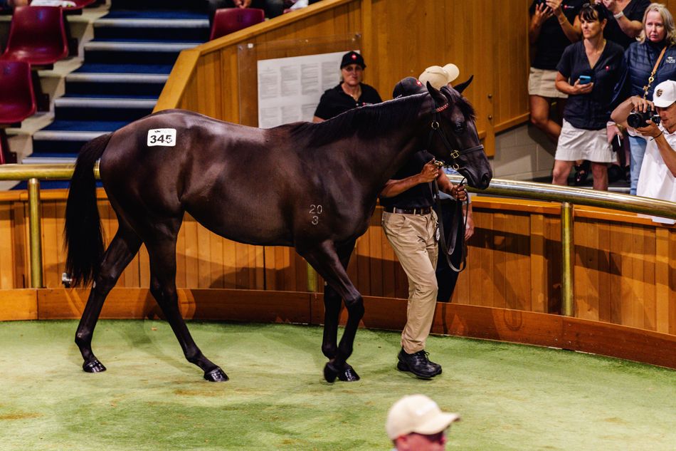 Million Dollar Baby - NZ$2.4 million Savabeel yearling sets record as ...