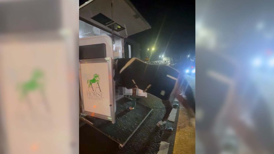 « Cela aurait pu être assez dangereux » – Arrêt de M6 car l’entraîneur et le cheval sont bloqués après un problème de van