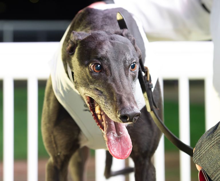 Extragud cruises to victory | Racing Post