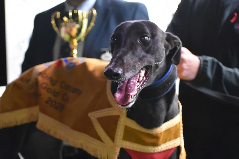 Cheltenum Races Lake sinks his rivals in Scurry showdown | Racing Post