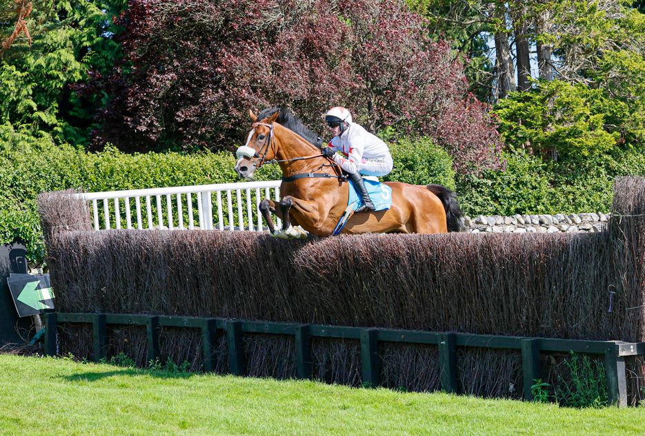 Ben Haslam-trained prospect impresses with smart round of jumping on chase debut