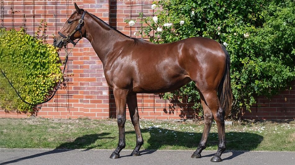 Fittocks Stud and Old Gold Racing team up for exciting ownership ...