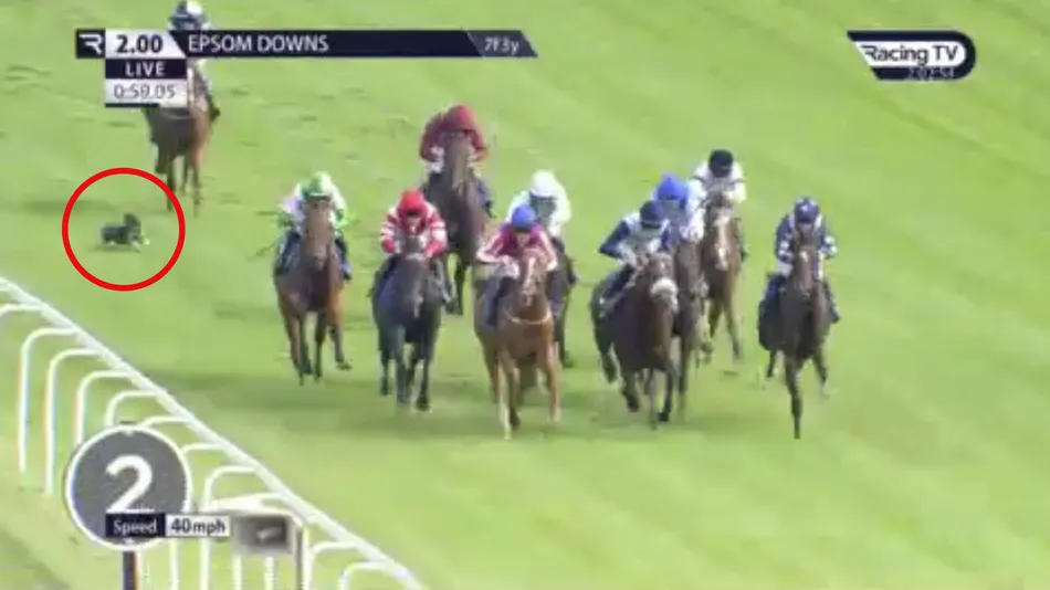 Loose dog narrowly avoids runner in dramatic opener at Epsom won by William Haggas debutant