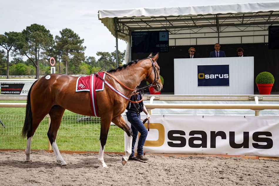 Two-day catalogue released for updated La Teste Yearling Sale