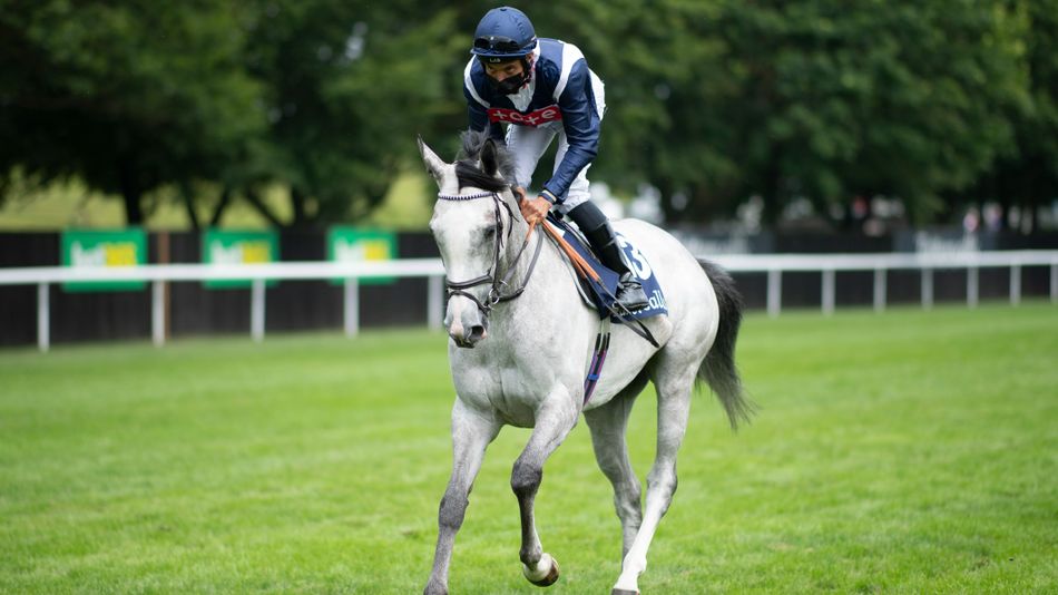 'Alfred Wallace looks a star in the making' – more evidence of Rockcliffe Stud making rapid headway in laying down roots