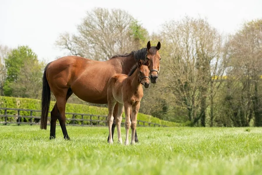 Coolmore announce death of dual Group 1 winner and outstanding broodmare Immortal Verse aged 18