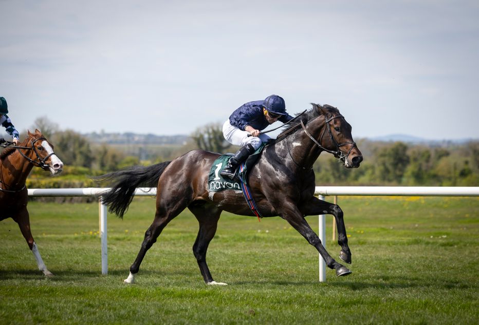 Commonwealth Cup favourite Charles Darwin the headline act for Aidan O ...
