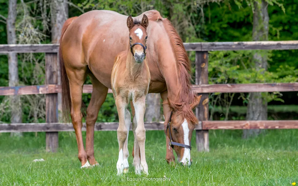 Death of Classic winner Nashwa's dam Princess Loulou aged 16
