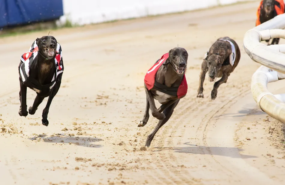 Fantastic Flare lays Category One ghost to rest in Regency | Racing Post