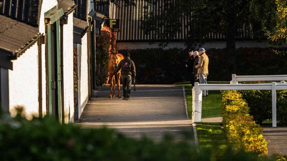 €85,000 Showcasing filly smashes Part Two record price as phenomenal trade continues at Tattersalls Ireland