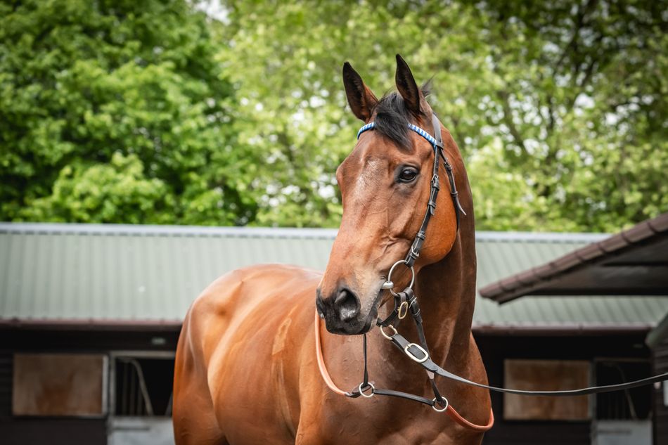 www.racingpost.com