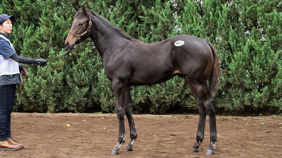 'The standard was very high' - £1.9 million half-brother to champion Liberty Island leads the way in Japan